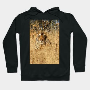 Sub-Adult Male Bengal Tiger Hoodie